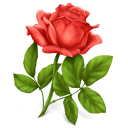 Rose Emoticon
